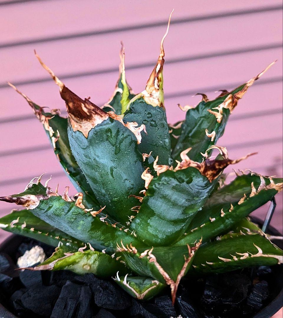 アガベ　チタノタ　「レジェンド」（未発根）