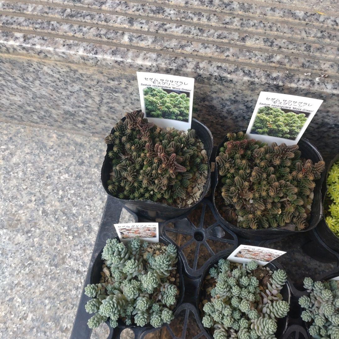 おかんさん専用