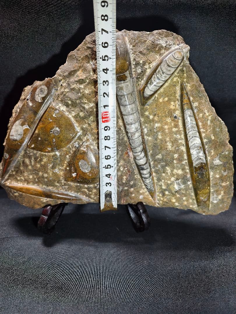 天然化石 オルソセラス+アモナイト 置物 天然石 骨董 旧家蔵出し 蒐集