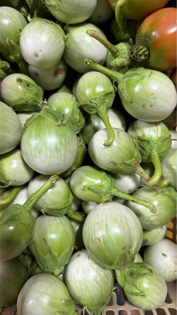 新鮮なタイナス19キロ