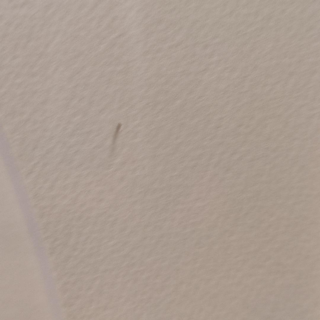 事務所 アールビバン 版画 天広直人 可憐&亞里亞 5/30 シルク