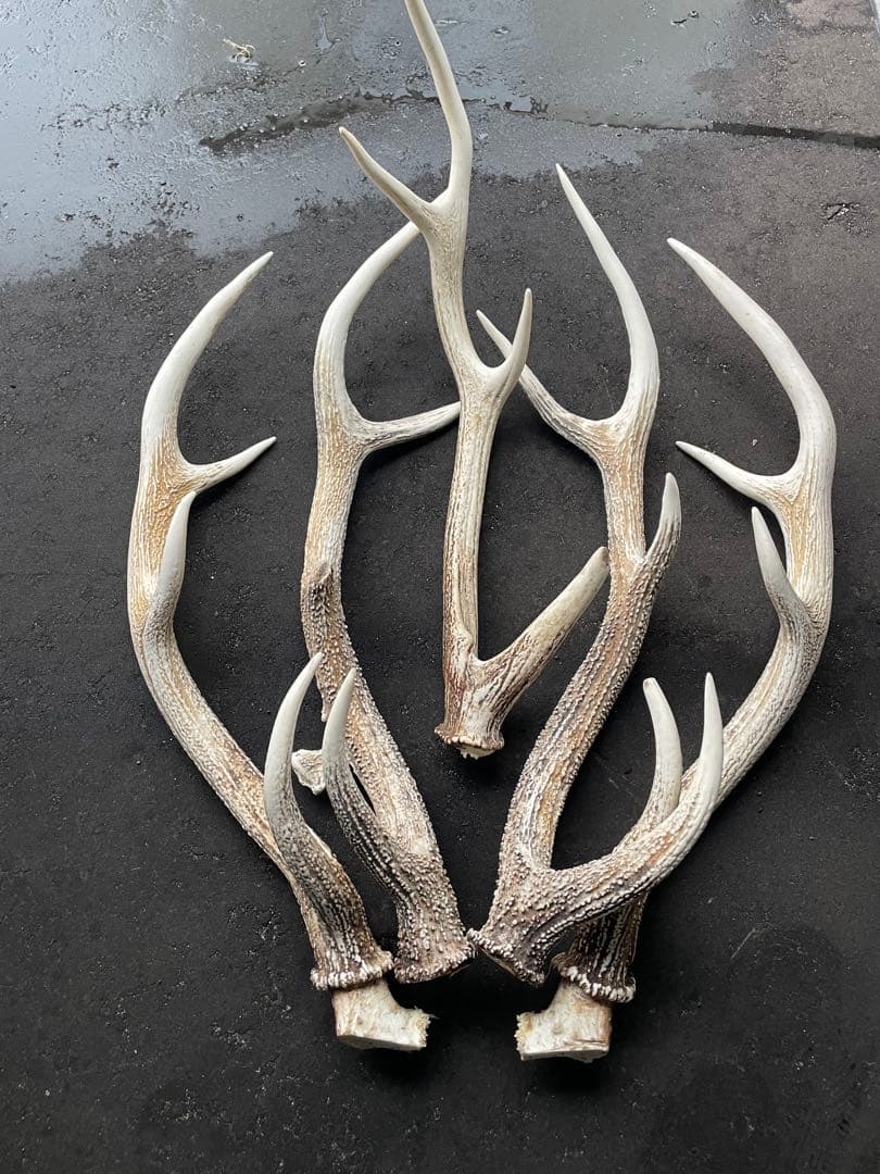 蝦夷鹿の角　5本　70センチ前後