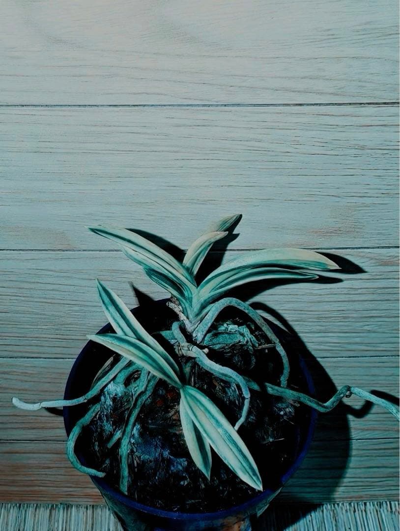 【迎春別格稀貴品12026円セール】富貴蘭「不老白覆輪」