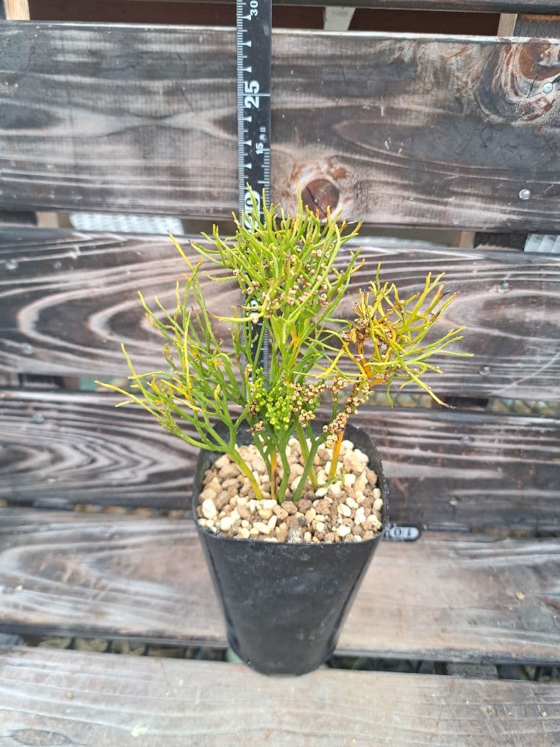 玉華竺 松葉蘭 シダ植物 インテリア 観葉植物 伝統園芸植物 古典植物