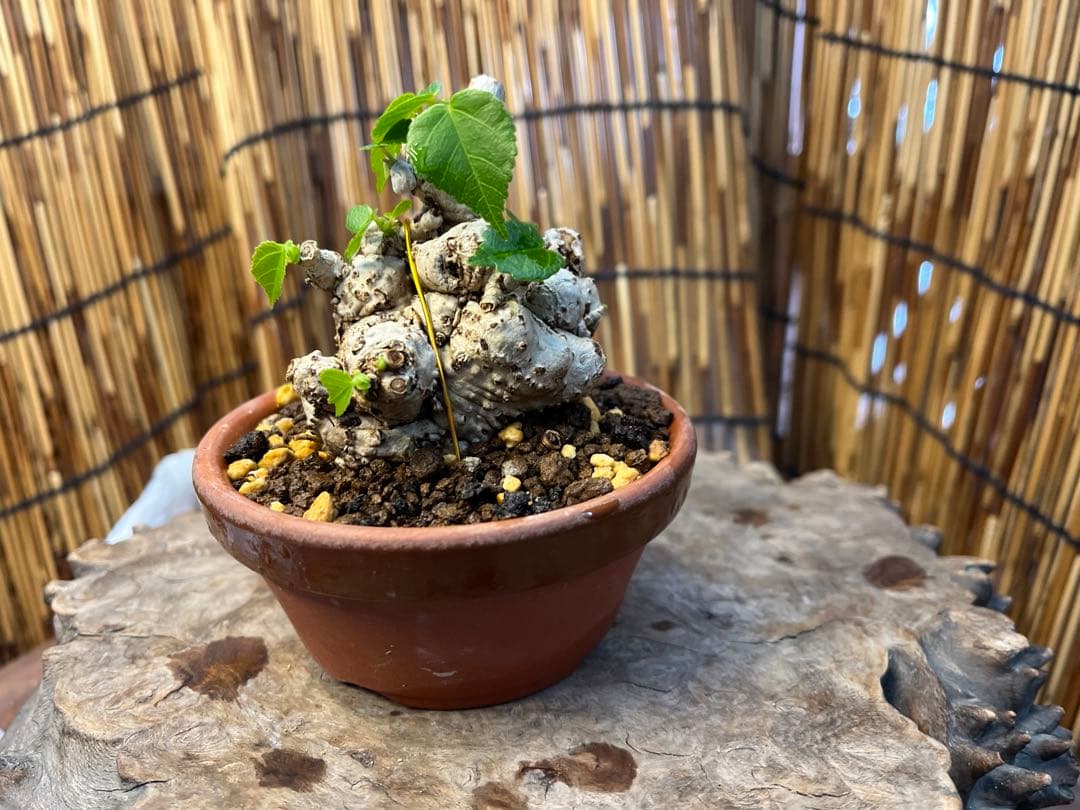 ✨✨✨オキナワイボオオハマボウ【◎良品素材】検/ハート葉♪happyセール♪