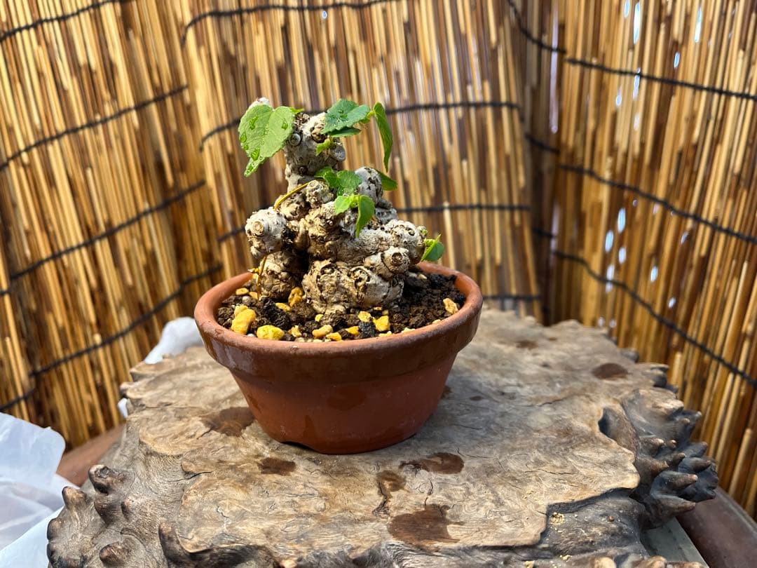 ✨✨✨オキナワイボオオハマボウ【◎良品素材】検/ハート葉♪happyセール♪