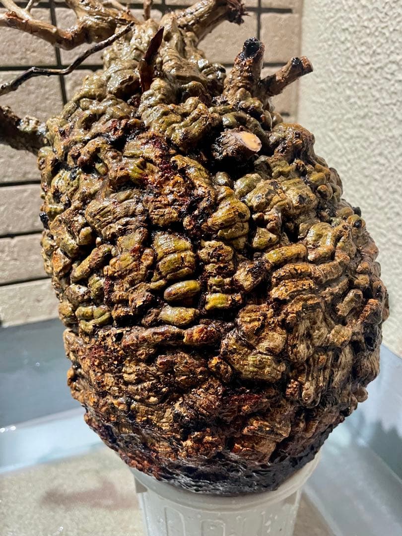 o*r様 オペルクリカリア　パキプス　丸株　検) グラキリス　コミフォラ　扁平