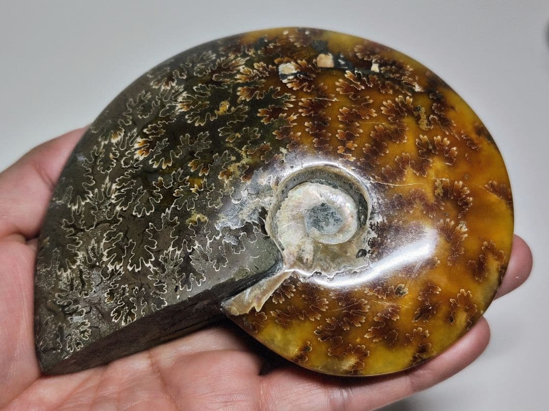 アンモナイト 497g アンモライト オパール 原石 鑑賞石 自然石 誕生石