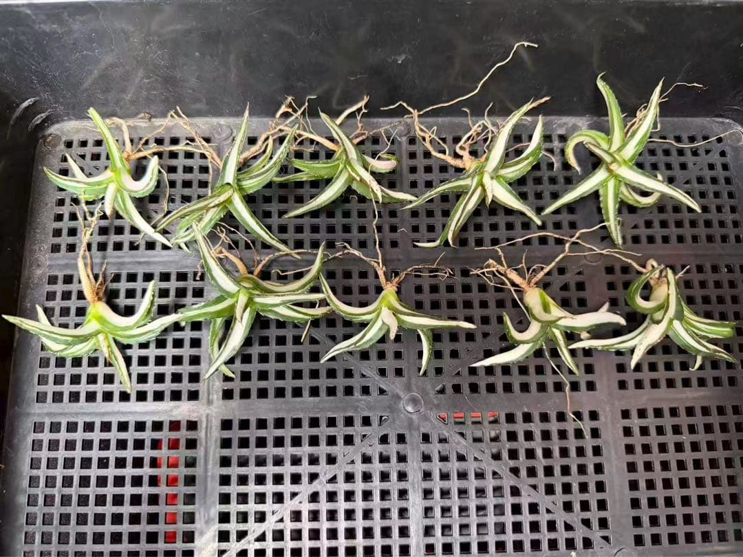 猫*け様 44多肉植物アガベ 笹の雪丸叶氷山 変異錦 白中斑 鲜明錦 極上美株