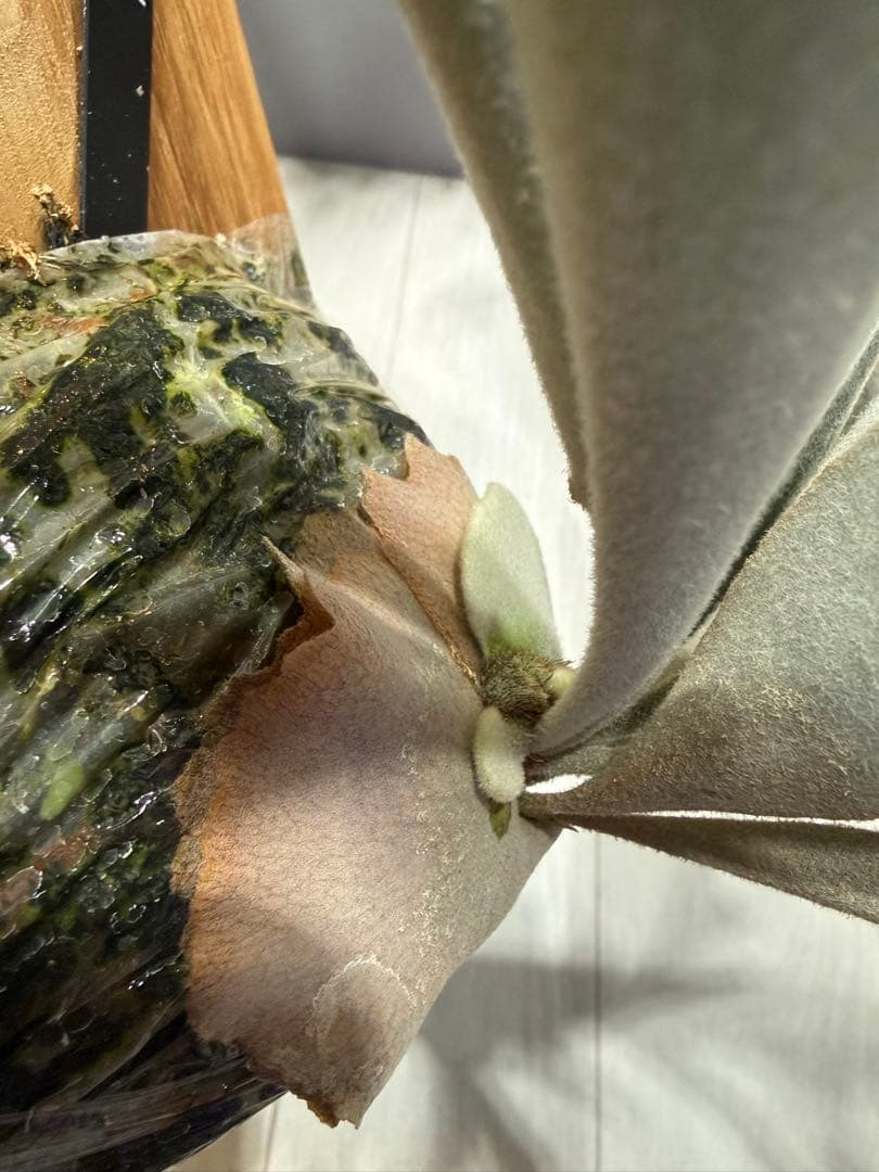 期間限定割引2月15日まで価額より5%OFF P.veitchii cv Auburn