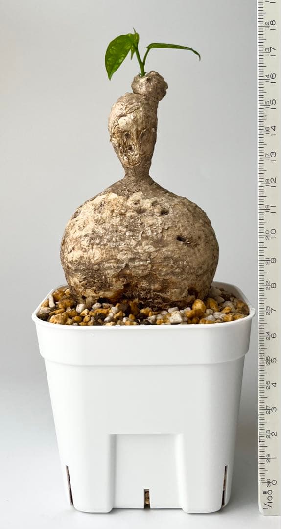 激レア/塊根植物】アデニア ペナンギアナ 鉢植え A-6 - メルカリ