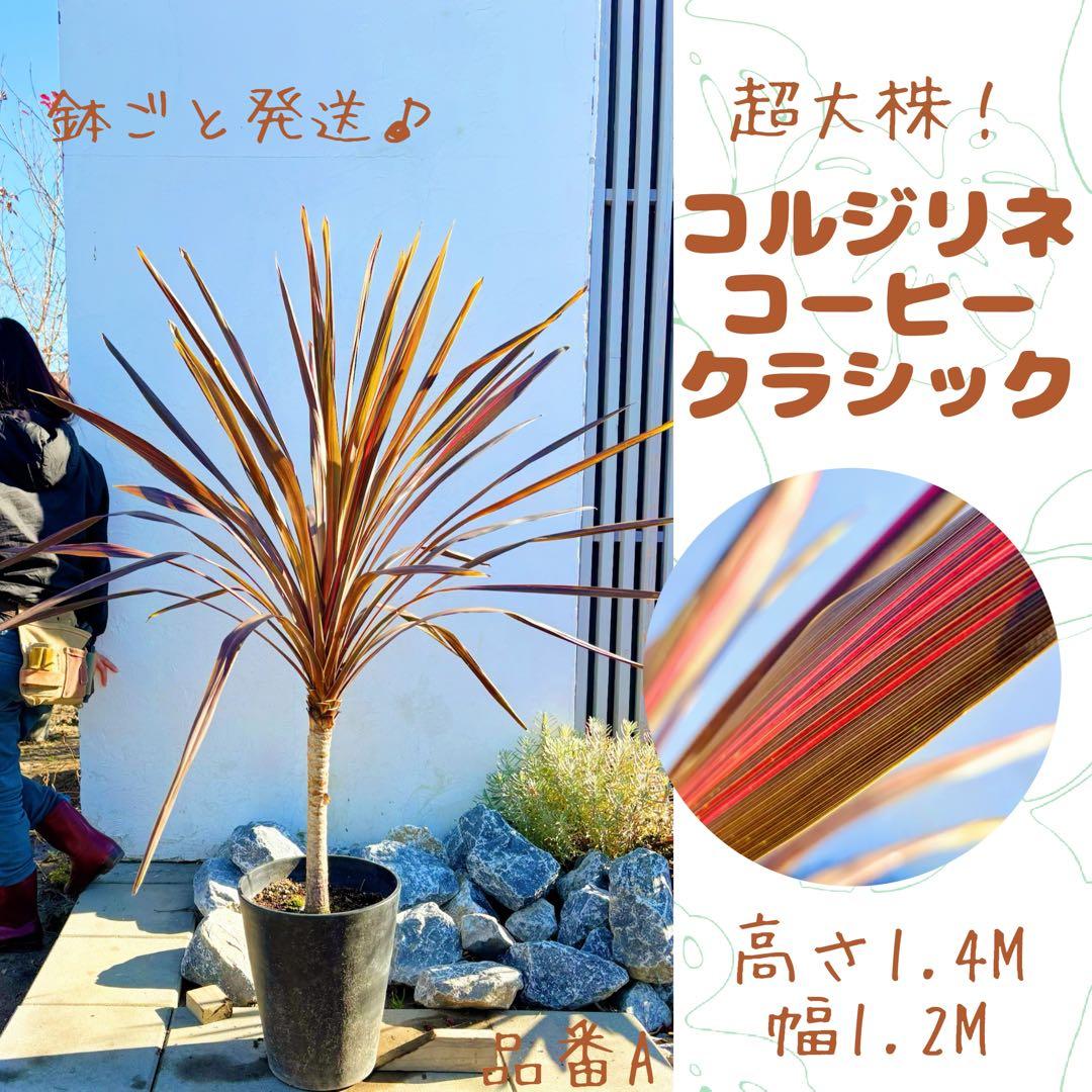 超大株！コルジリネ コーヒークラシック1.4M(鉢底から)期間限定セール☆品番A