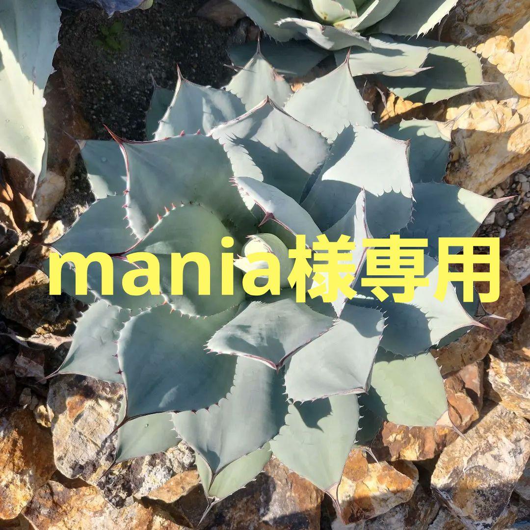 パリートランカータ　大株 Yahoo!オークション -「アガベ パリートランカータ大株」(花、園芸) の