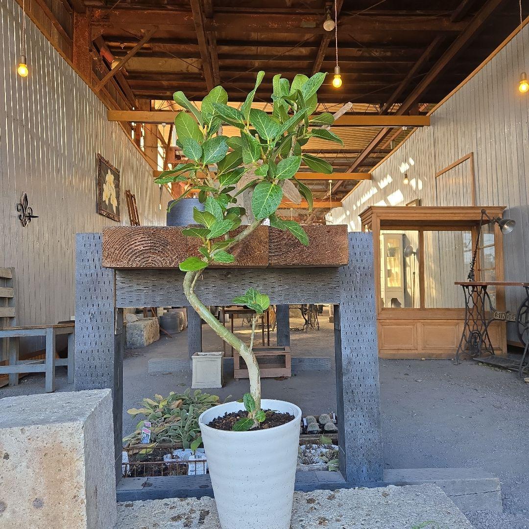 ⑩　フィカス　ベンガレンシ　曲がり仕立て7号　最高等級　おしゃれ 鉢