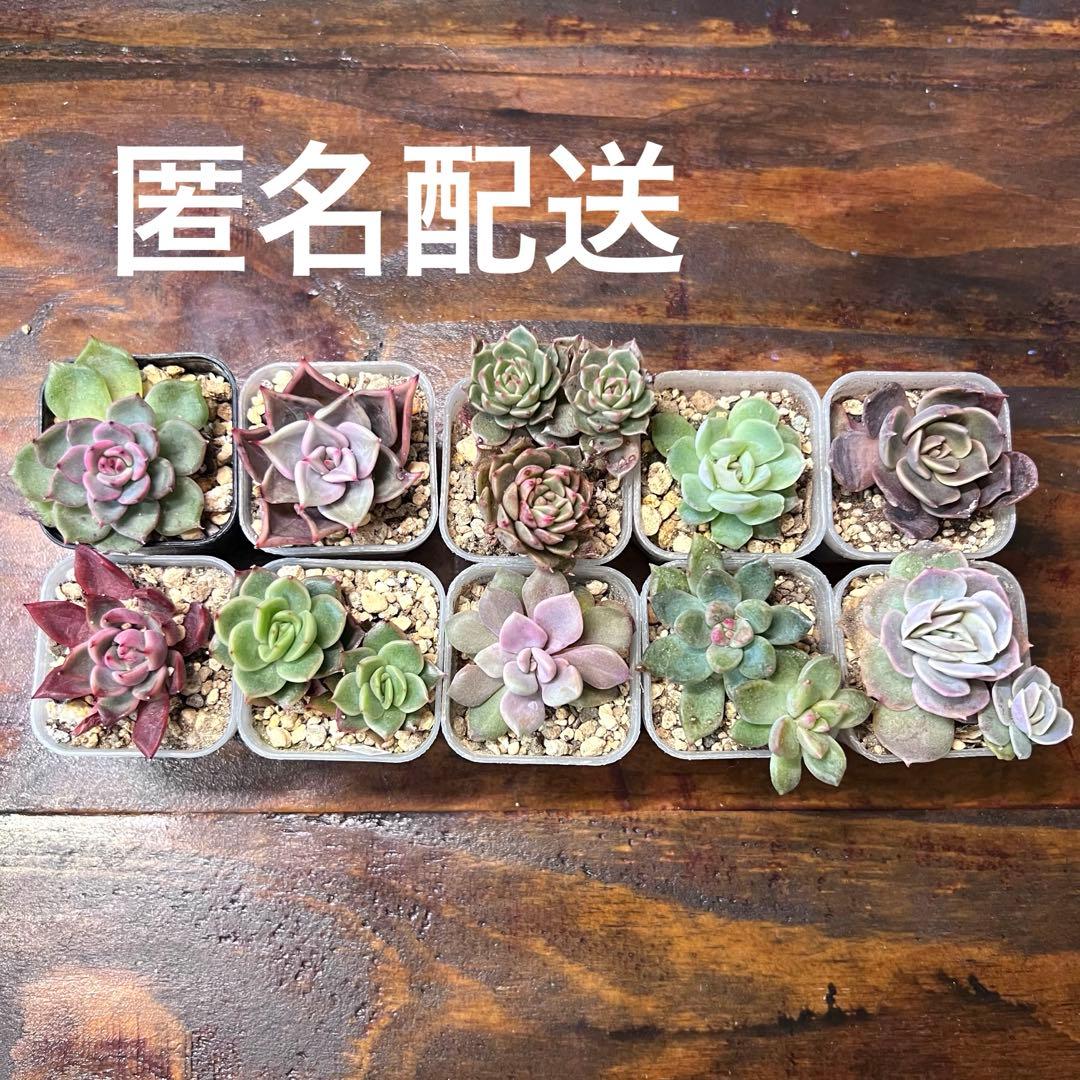 多肉植物抜き苗10種セット - メルカリ