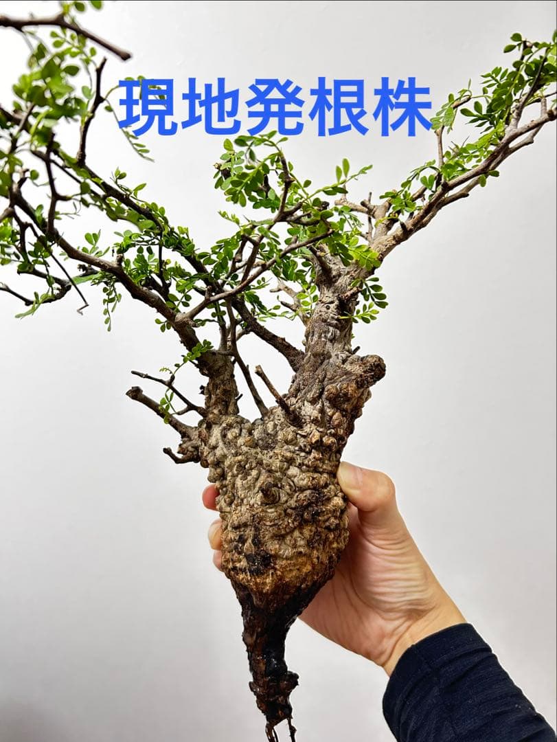 【現地発根株】オペルクリカリアパキプス