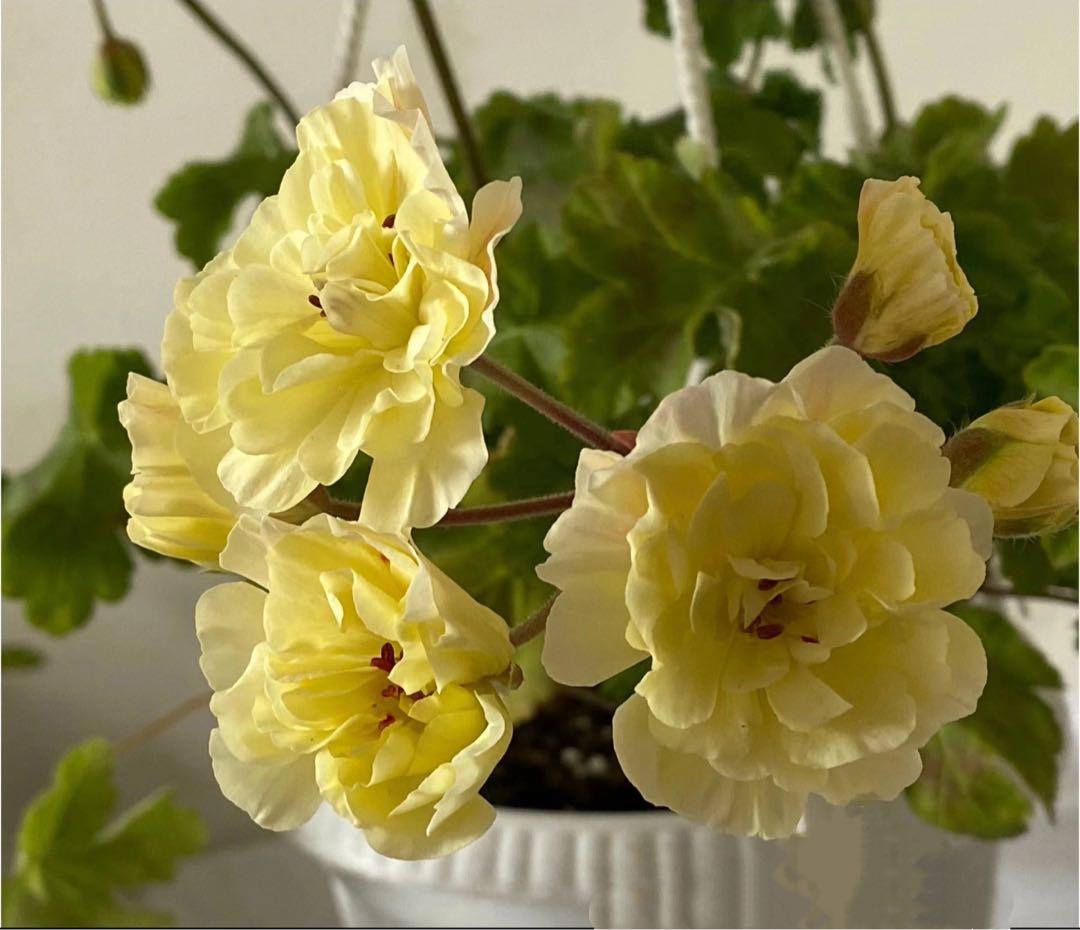 同捆超新品黄色ゼラニウム苗