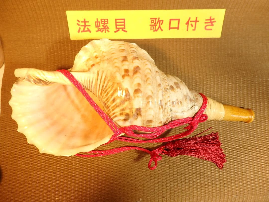 法螺貝 約41㎝ 木製歌口,赤紐付　新品　 MH-438