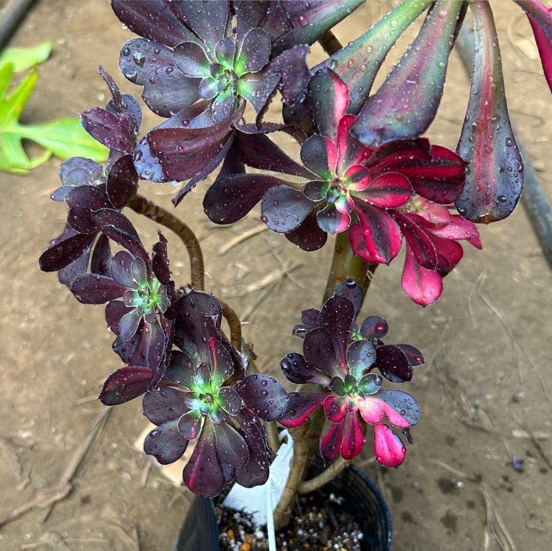 専用出品‼️アエオニウム シャネル七彩2株 悪魔の目 カット1苗 抜き苗