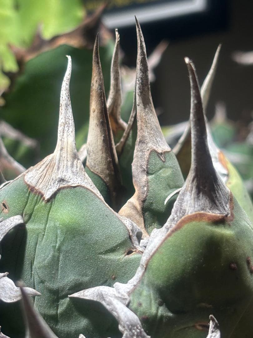 限定品！アガベオアハカオテロイ現地球（極上株）超S級良形super