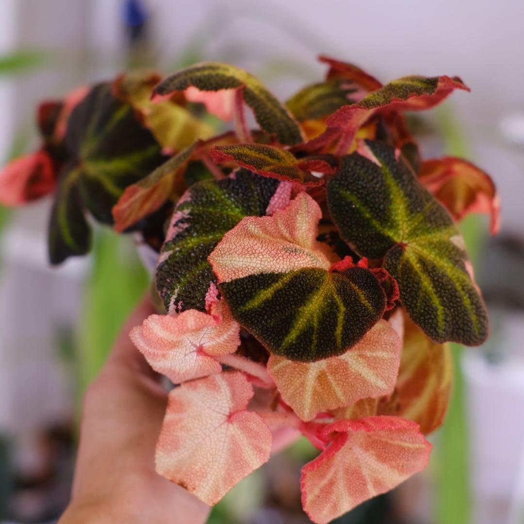 Begonia soli mutata Var│ベゴニア ソリムタータ ピンク④