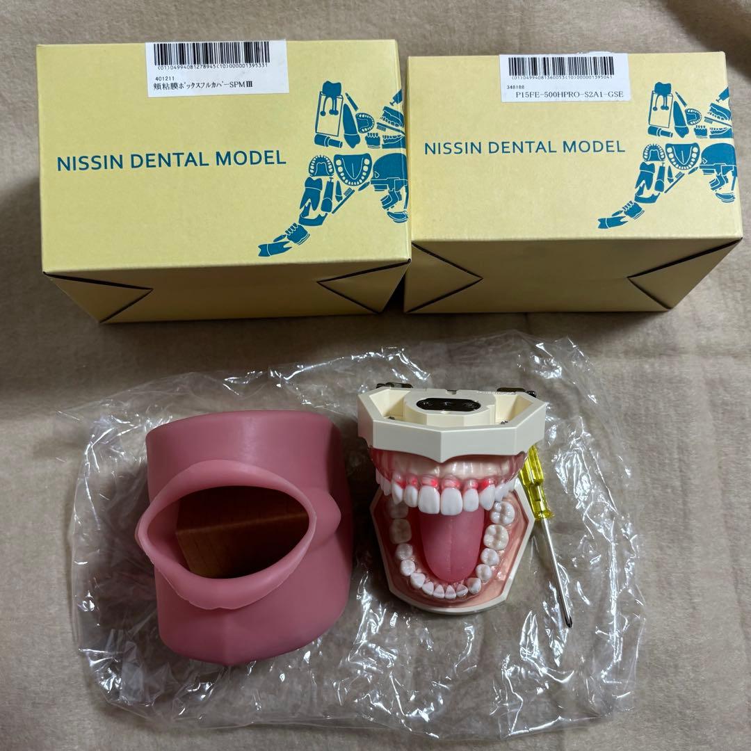 NISSIN 顎模型 口腔粘膜 頬粘膜