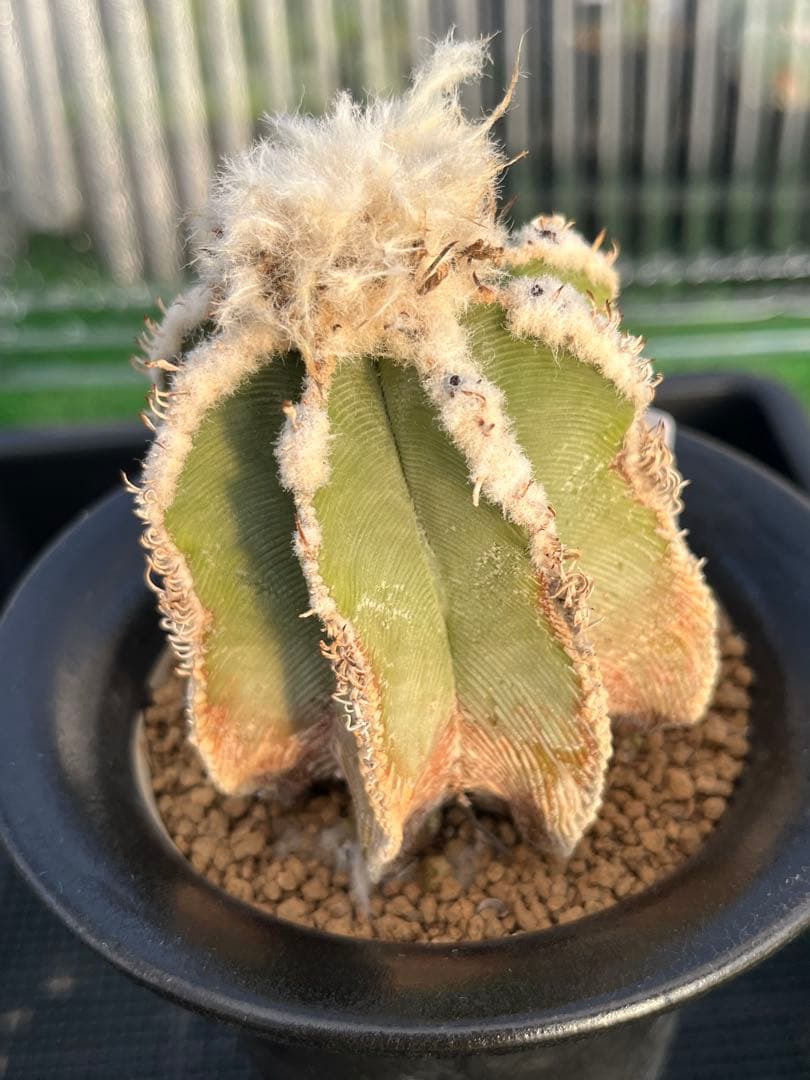 アズテキウム　ヒントニー Aztekium hintonii アズテキウム ヒントニー サボテン | plants MARU