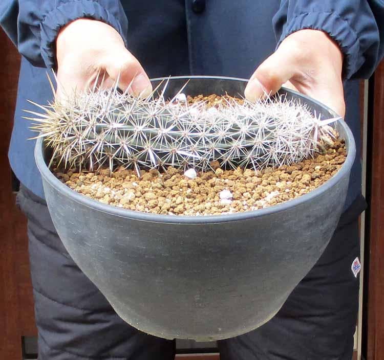 【現品】サボテン・入鹿　いるか（ステノケレウス・エルカ）「這う悪魔」9号　A5番