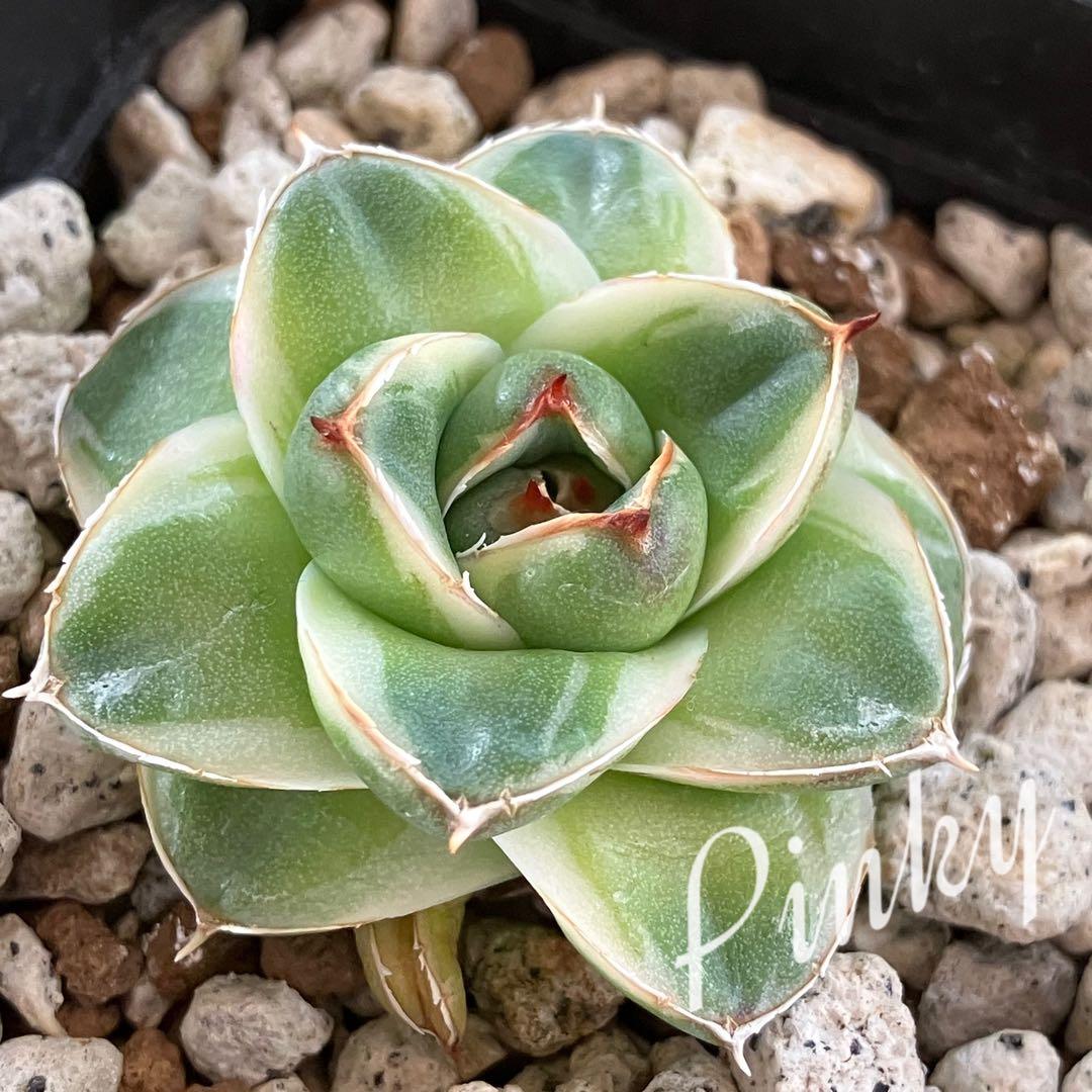 m*n様 【初売りオークション】33 活着　赤棘　アガベ　王妃笹の雪A型　ピンキ