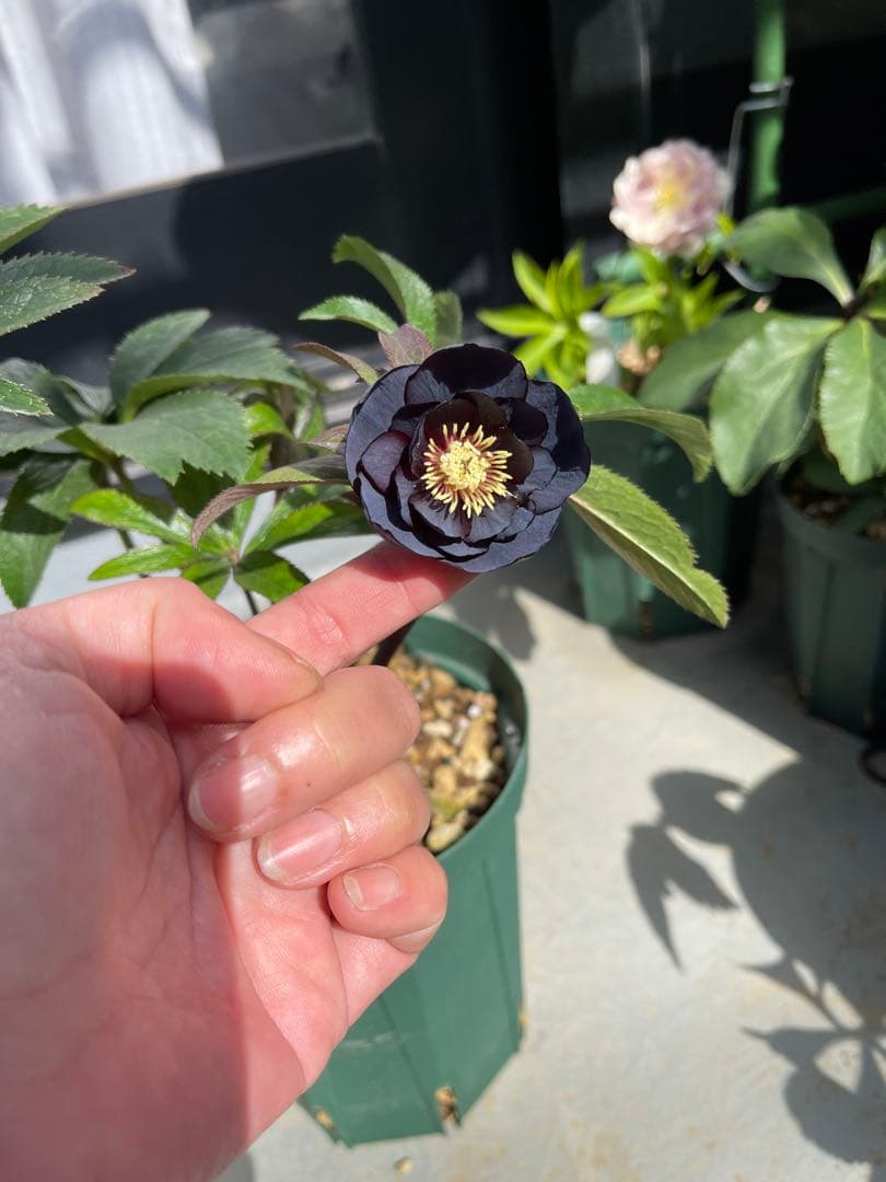 クリスマスローズ ddブラック - メルカリ