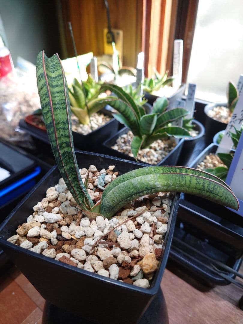 サンスベリア タンザニアアルシャ Sansevieria サンセベリア 希少