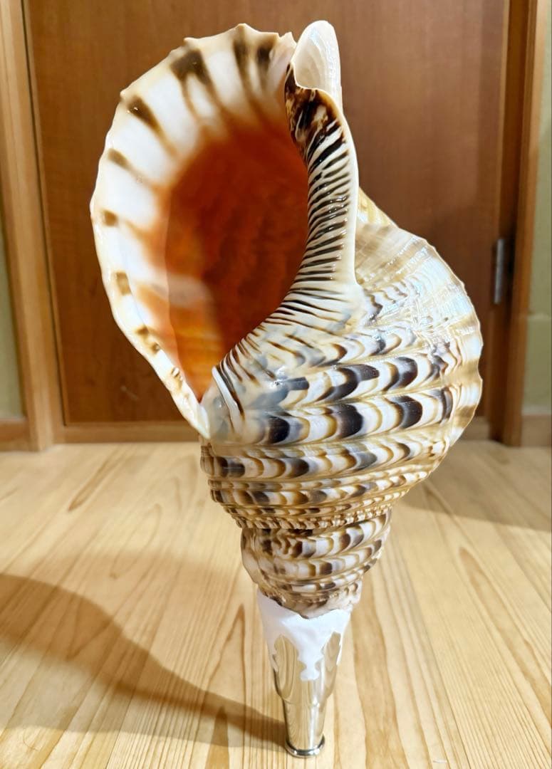 特大41.5㎝修験道法螺貝　山伏　密教　魔除け　熊よけ❣️ホラガイ　ほら貝