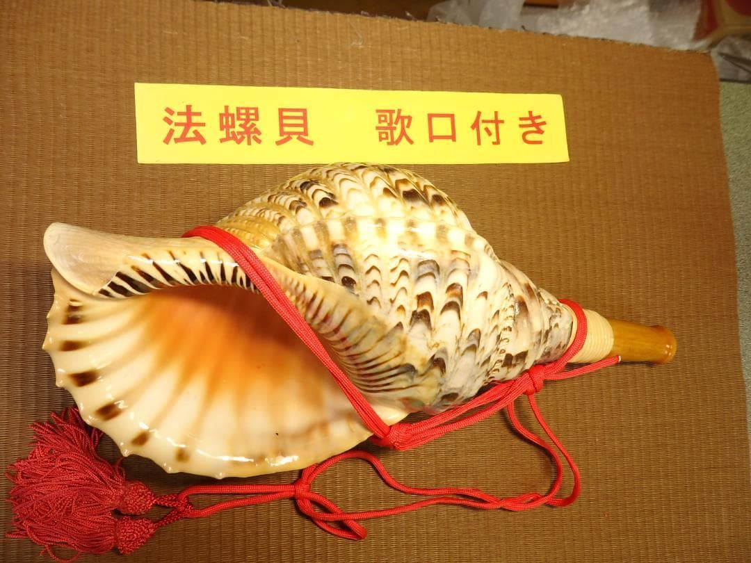 法螺貝 約39㎝ 木製歌口,赤紐付　新品　 MH-429