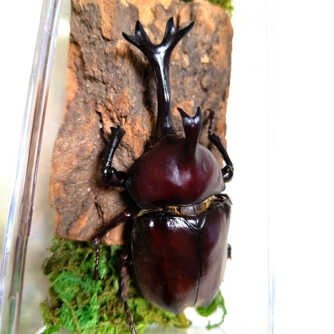 スゴい超巨大超特大大型88.5mm頭角幅21.4mmぐらい国産オスカブトムシ