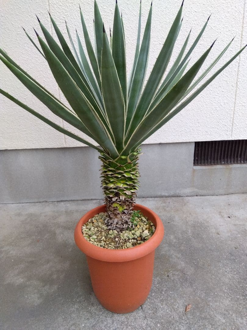 よっち　アガベ　ハクセンコウ　白閃光