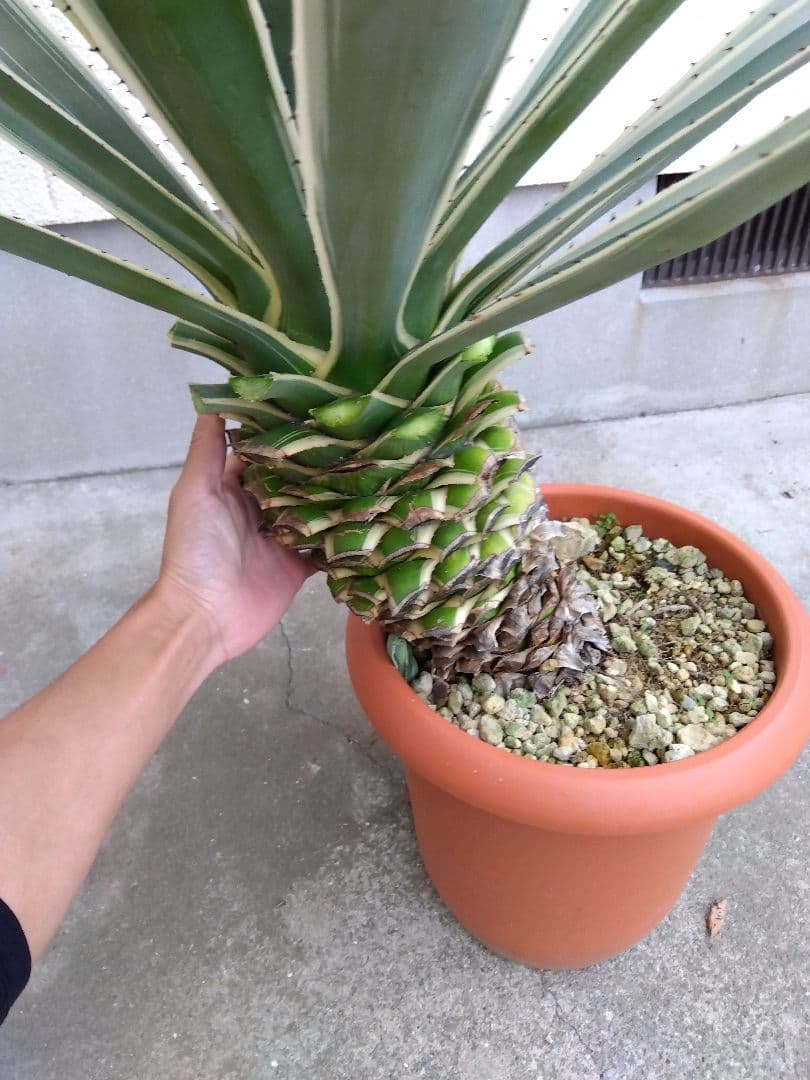 よっち様専用 アガベ ハクセンコウ 白閃光