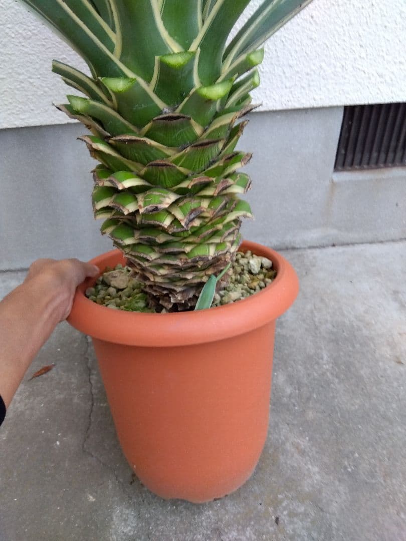 よっち様専用 アガベ ハクセンコウ 白閃光