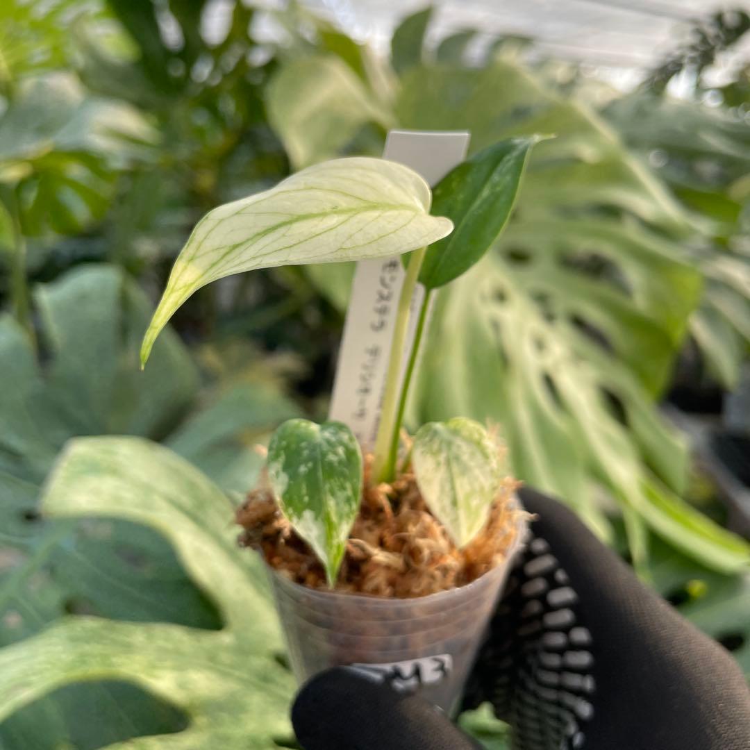 DM3モンステラ デリシオーサ ミント斑入り 2寸ポリポット ネコポス発送