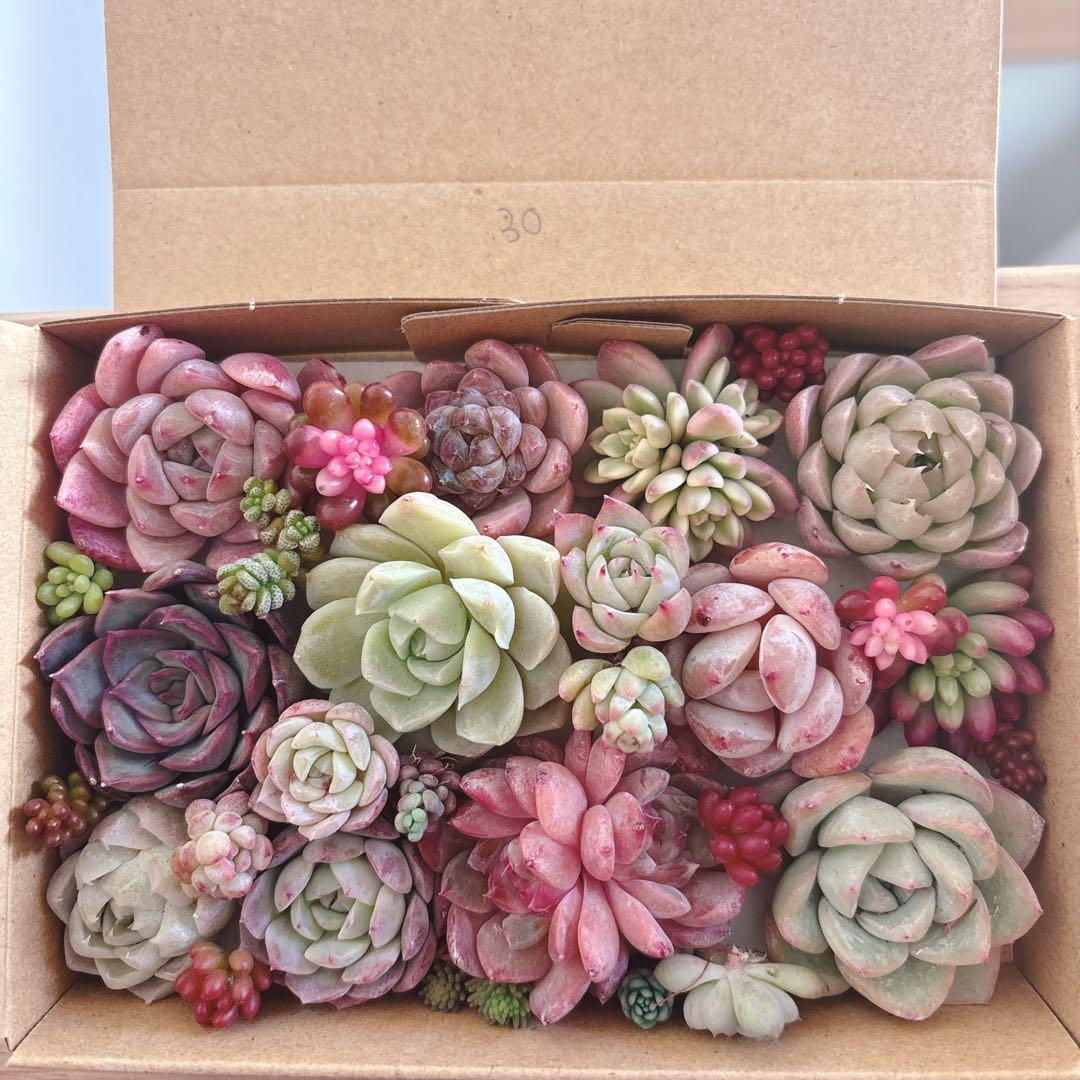 金　ゆうゆうメルカリ便　多肉植物　カット苗とセダム寄せ植えセット ゆうゆうメルカリ便 多肉植物 カット苗とセダム寄せ植えセット - メルカリ