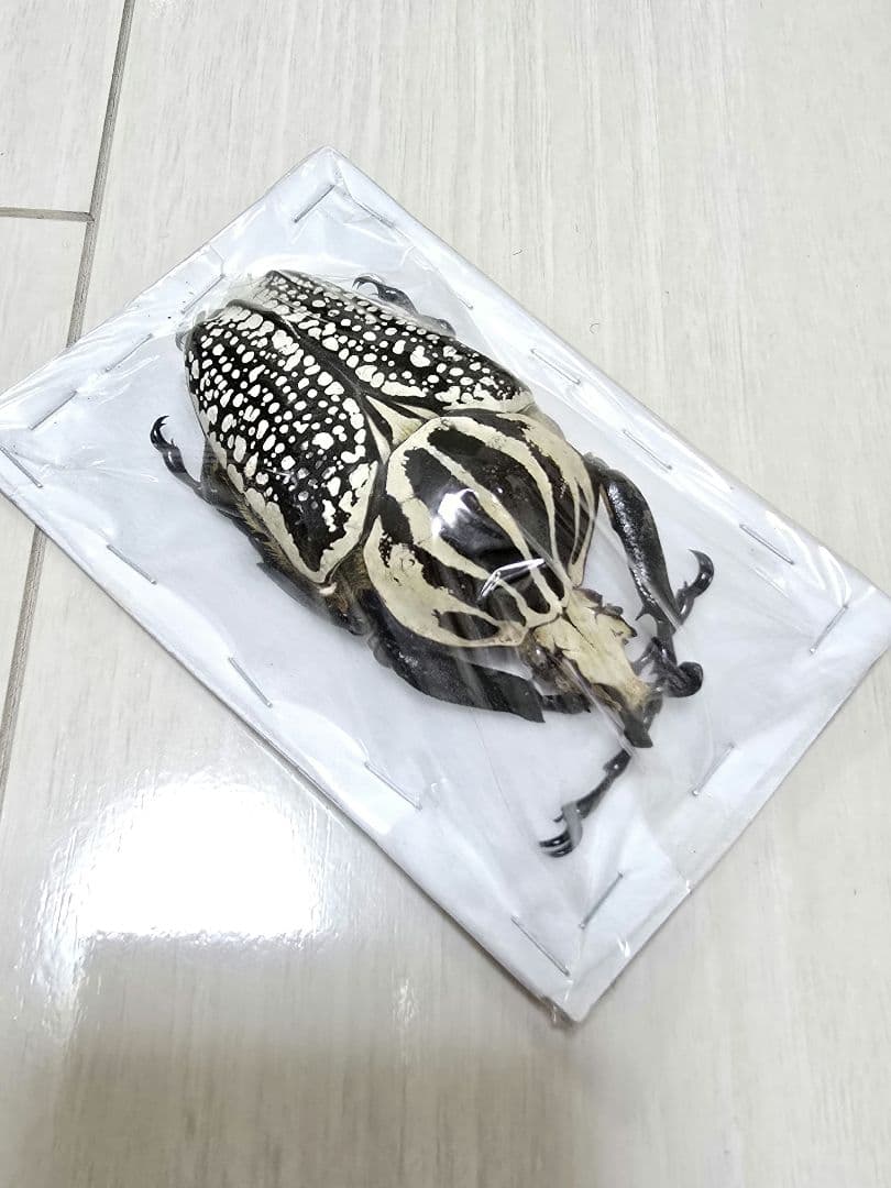 ゴライアスオオツノハナムグリ標本 - メルカリ