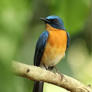 カンツォーネ ゴルギーオージャー ハイドロビスマルク シク