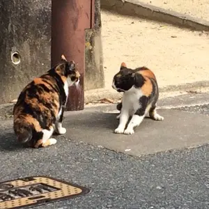 原神 フェス fes 588元特典 玩点无限 ピンバッジ 放浪者 - メルカリ