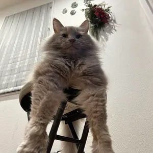 遊戯王 ゲートボール トークンセット 1103環境 - メルカリ