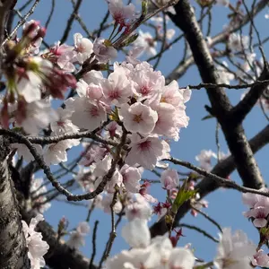 ペルソナ3リロード ラウンドワン特典 岳羽ゆかり - メルカリ