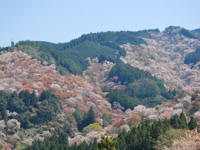 吉野山(中千本)の桜開花・満開 天気情報 2026 - 日本気象協会 tenki.jp