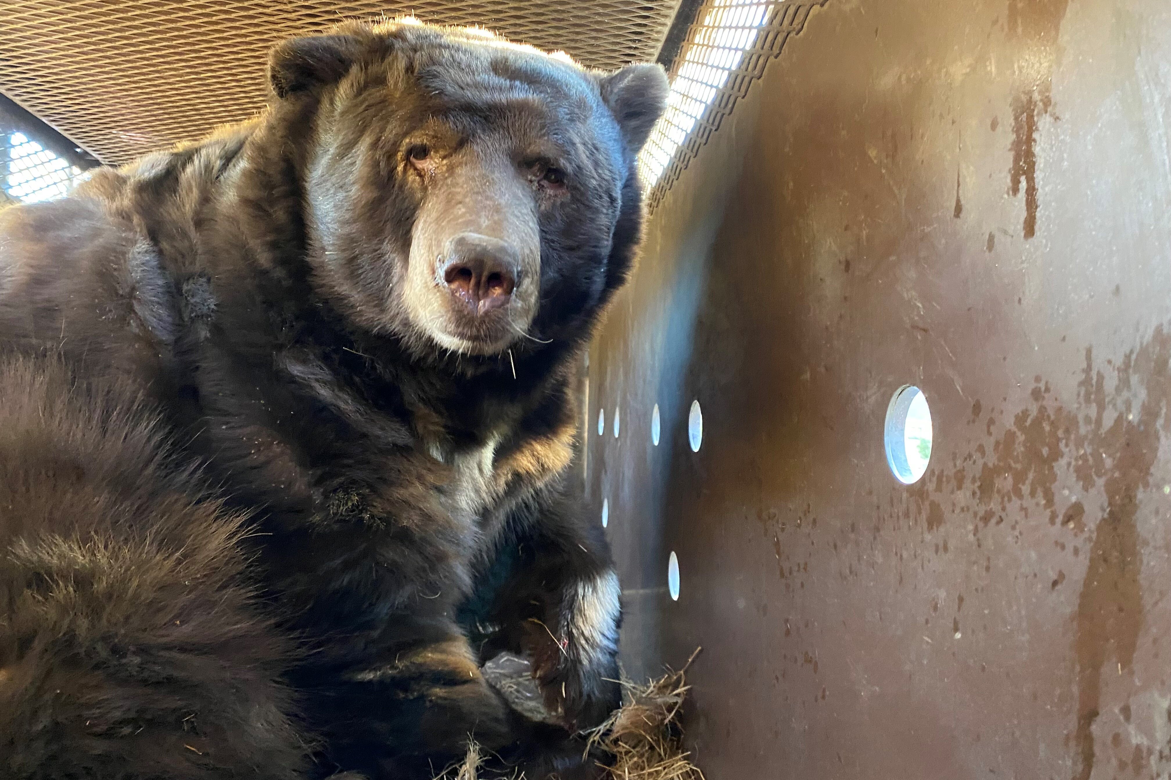 A 525-Pound Bear Found a Crawl Space That Was Jussst Right - The
