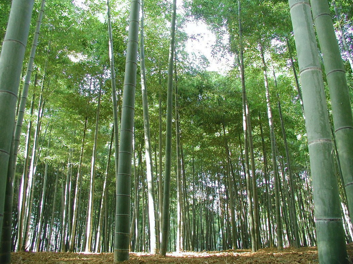 TEORI CHABUDAI RECTANGLE / テオリ ちゃぶ台 長方形 - インテリア