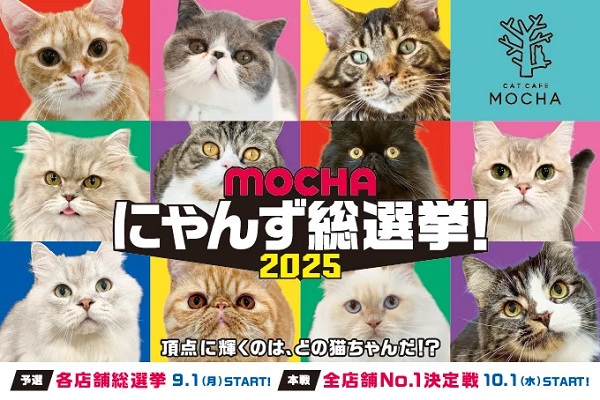 全39店舗総勢830匹が参加！全店舗No.1を決める「MOCHAにゃんず総選挙