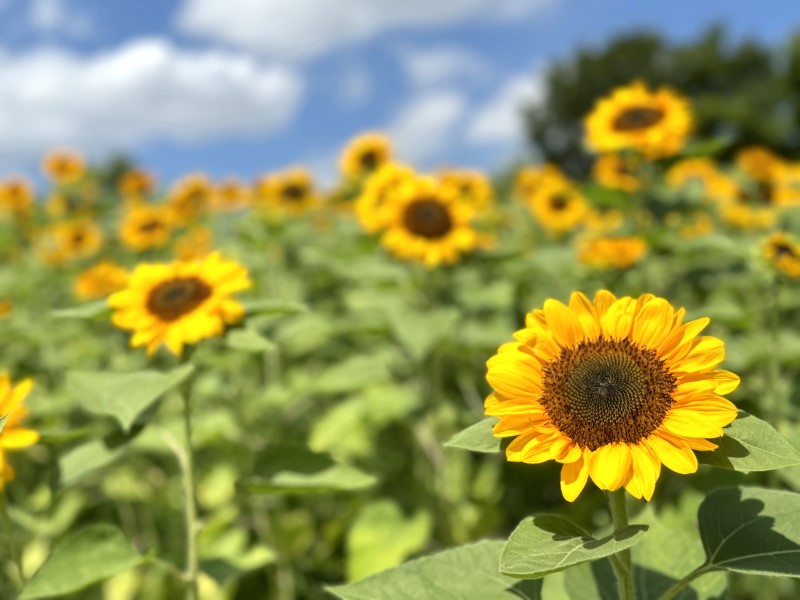 長居植物園】ひまわりウィーク行ってきた｜アクセスや向日葵の様子とか