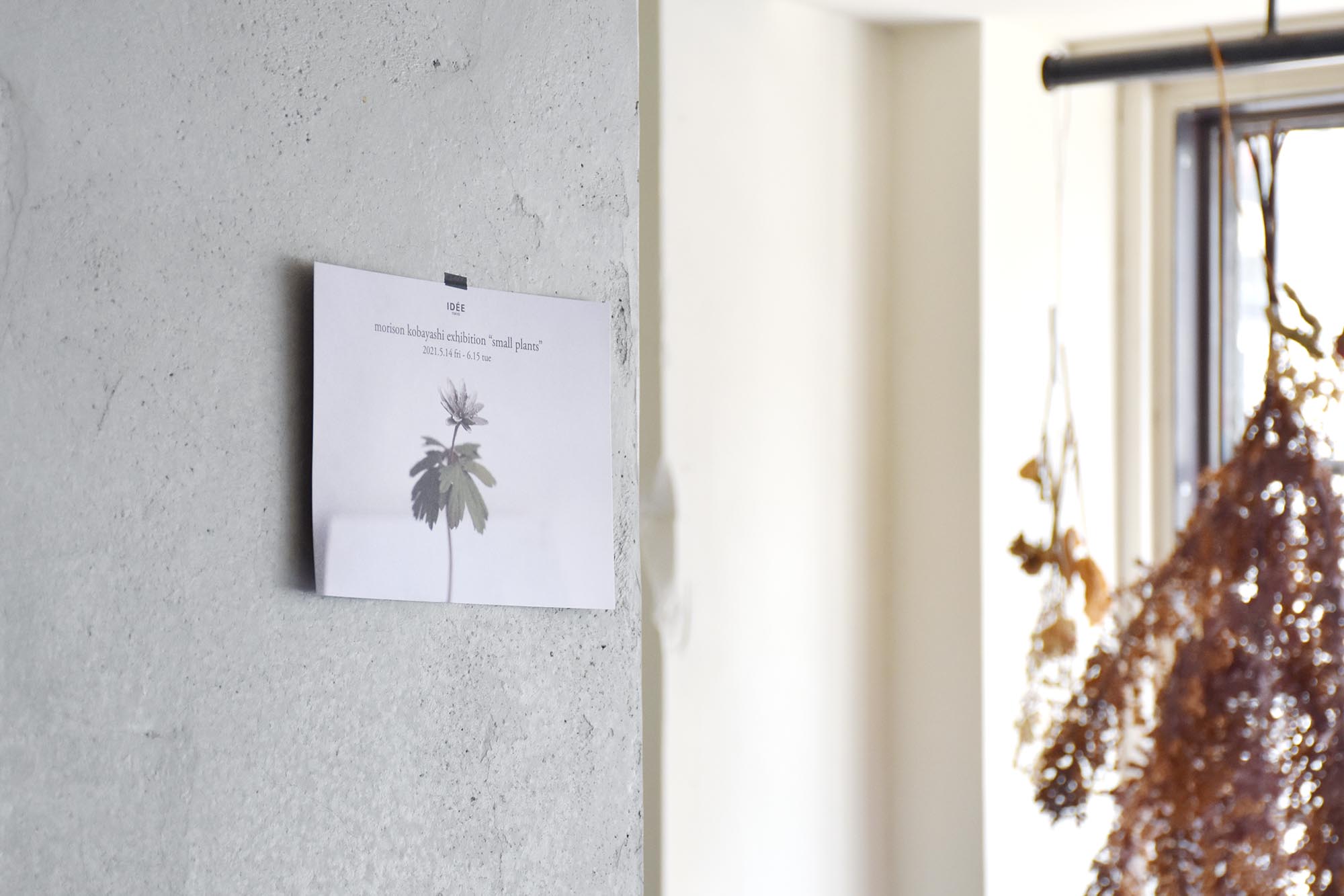 small plants”〈special source/モリソン小林さんの展示〉 | SUNNY